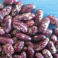 紫花芸豆